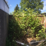 Removing Japanese Knotweed in Rowley Regis