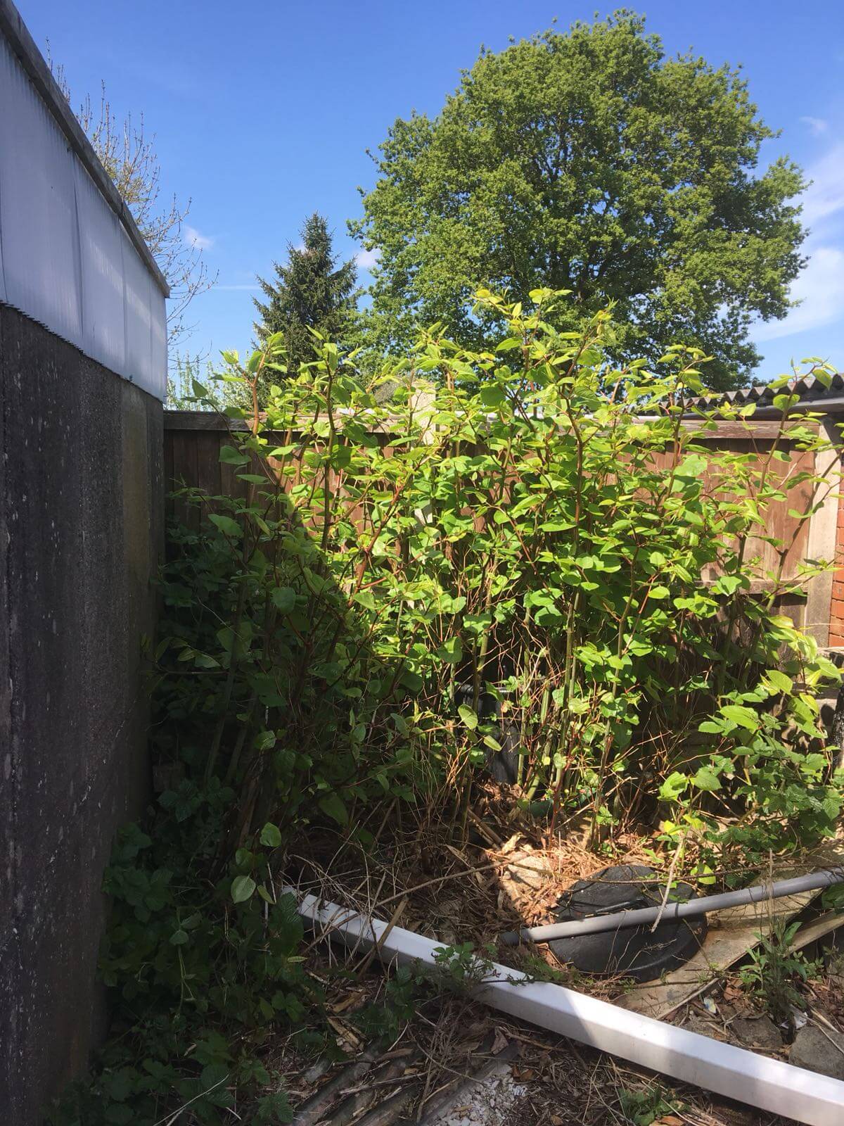 Removing Japanese Knotweed in Rowley Regis