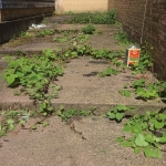 Japanese Knotweed Removal in Huyton - Growing through concrete