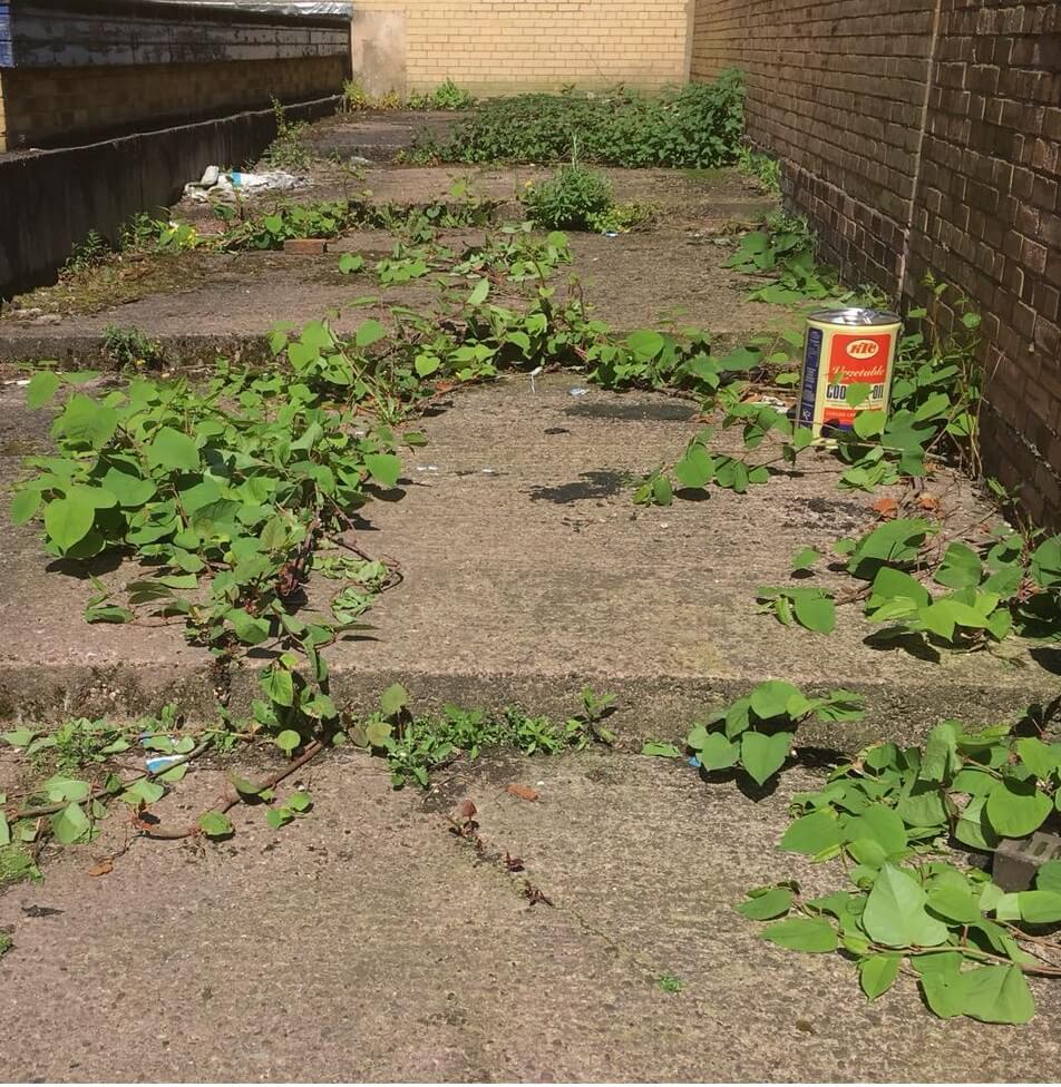 Japanese Knotweed Removal in Huyton