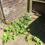 Removal of Japanese Knotweed in Whiston - Growing through concrete