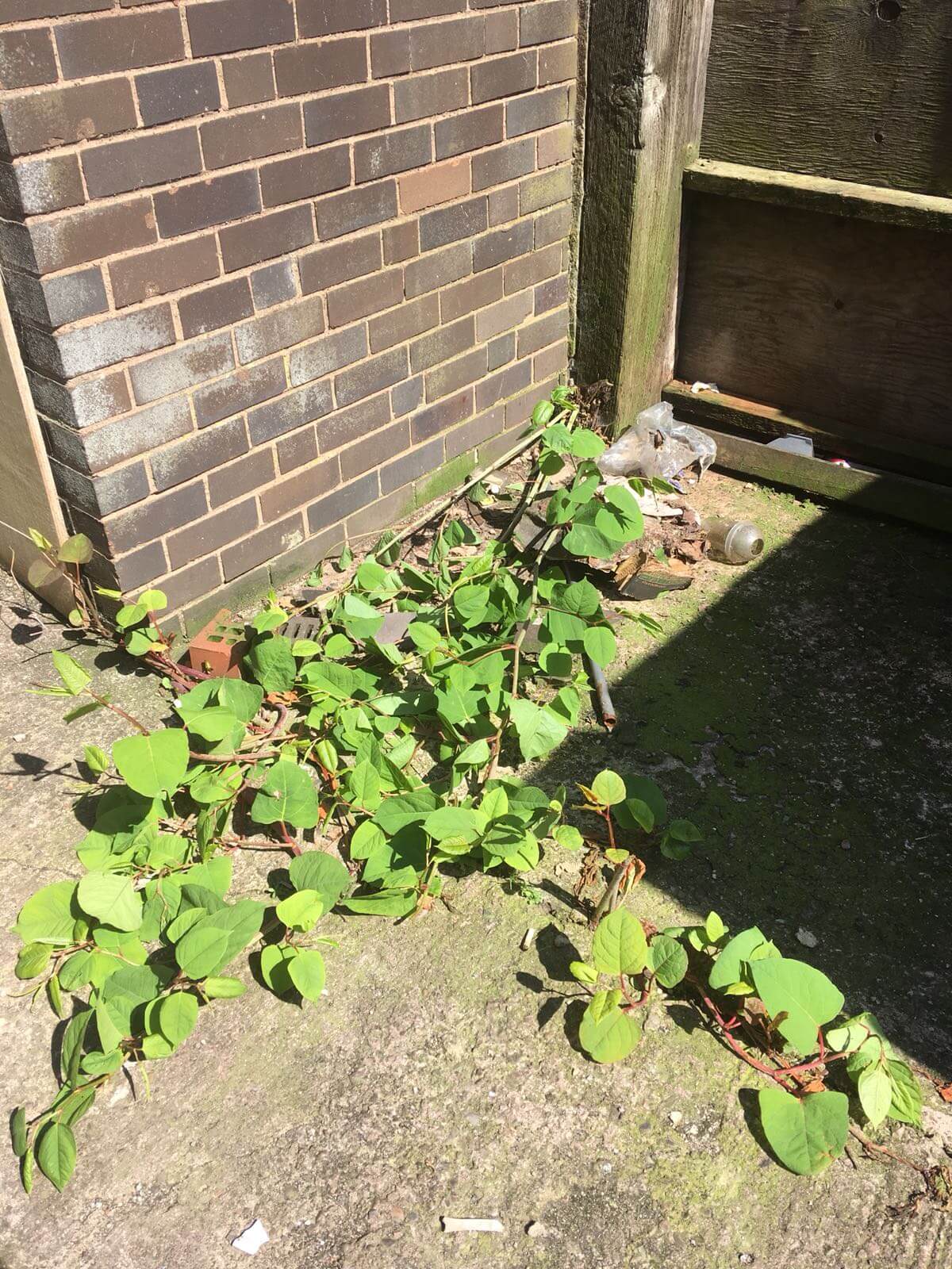Removal of Japanese Knotweed in Whiston