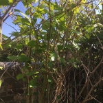 Eradication of Japanese Knotweed in Prescot - Japanese Knotweed Stands