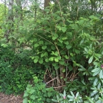 Eradicating Japanese Knotweed in Heswall