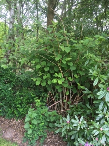 japanese knotweed eradication in heswall