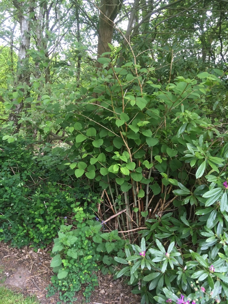 Eradicating Japanese Knotweed in Heswall Eradicating Japanese Knotweed in Heswall
