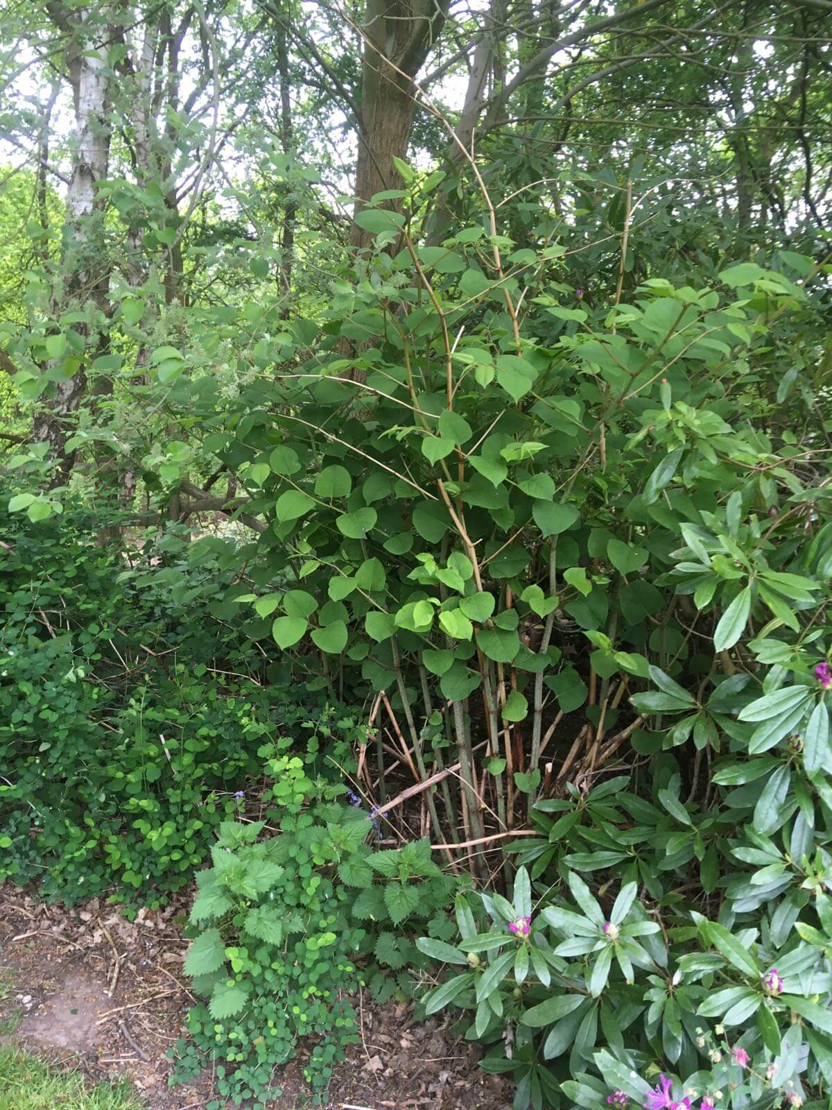 Eradicating Japanese Knotweed in Heswall