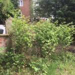 Eradication of Japanese Knotweed in Tipton