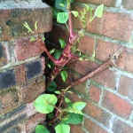 Removal of Japanese Knotweed in Sutton Coldfield