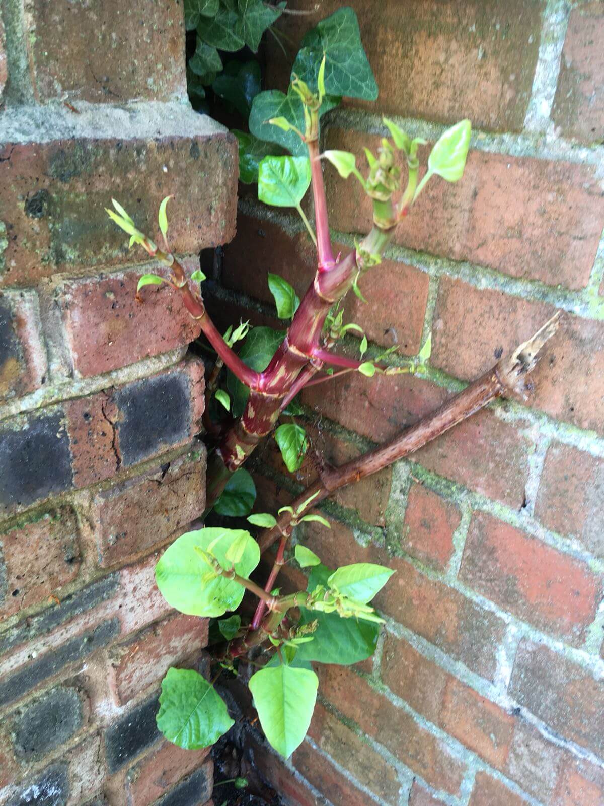 Removal of Japanese Knotweed in Sutton Coldfield