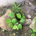 Removal of Japanese Knotweed in Sedgley