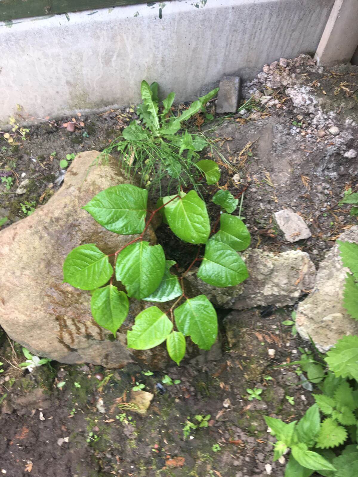 Removal of Japanese Knotweed in Sedgley