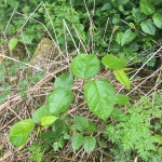 Eradicating Japanese Knotweed in Crosby