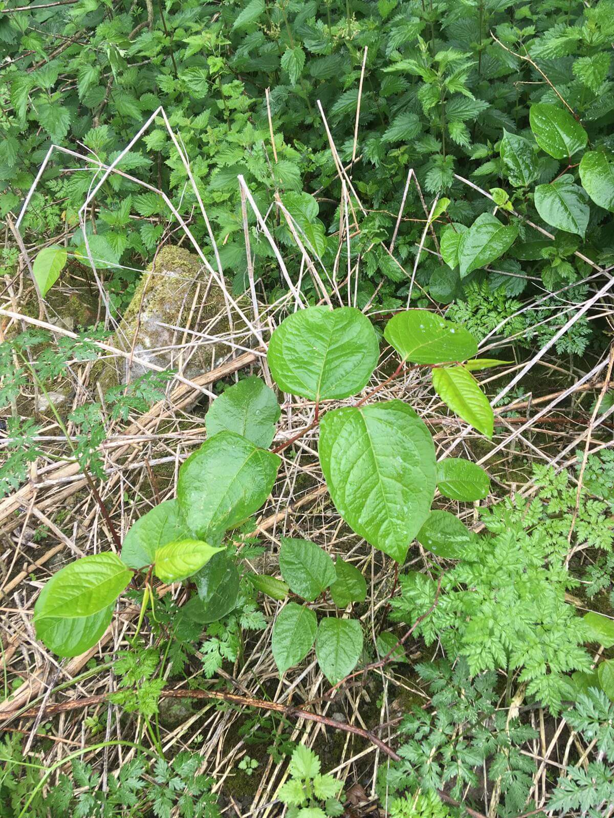 Eradicating Japanese Knotweed in Crosby