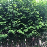 Eradication of Japanese Knotweed in Darlaston