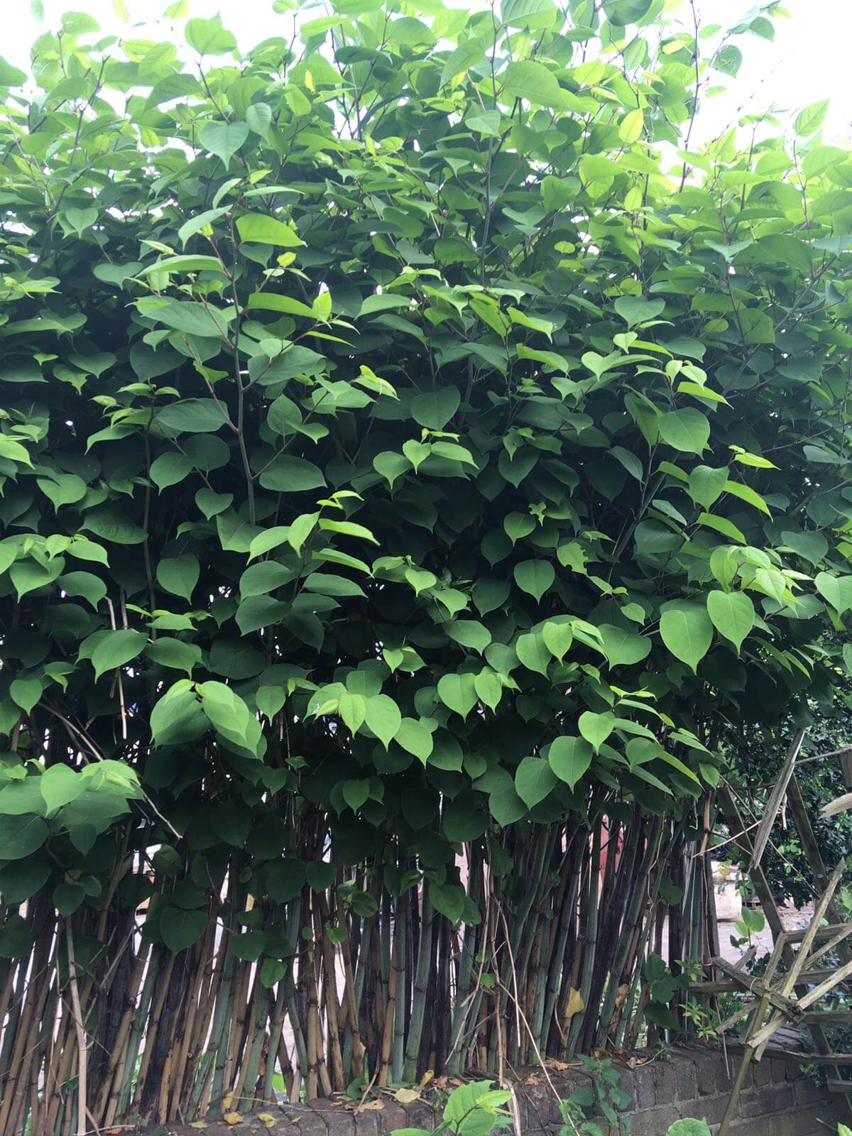 Eradication of Japanese Knotweed in Darlaston