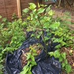 Japanese Knotweed Removal in Brownhills