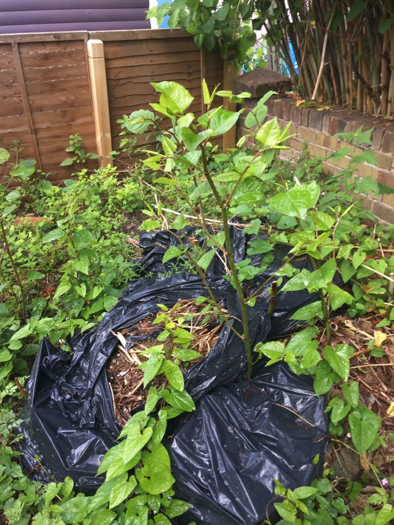 Japanese knotweed in Browhills