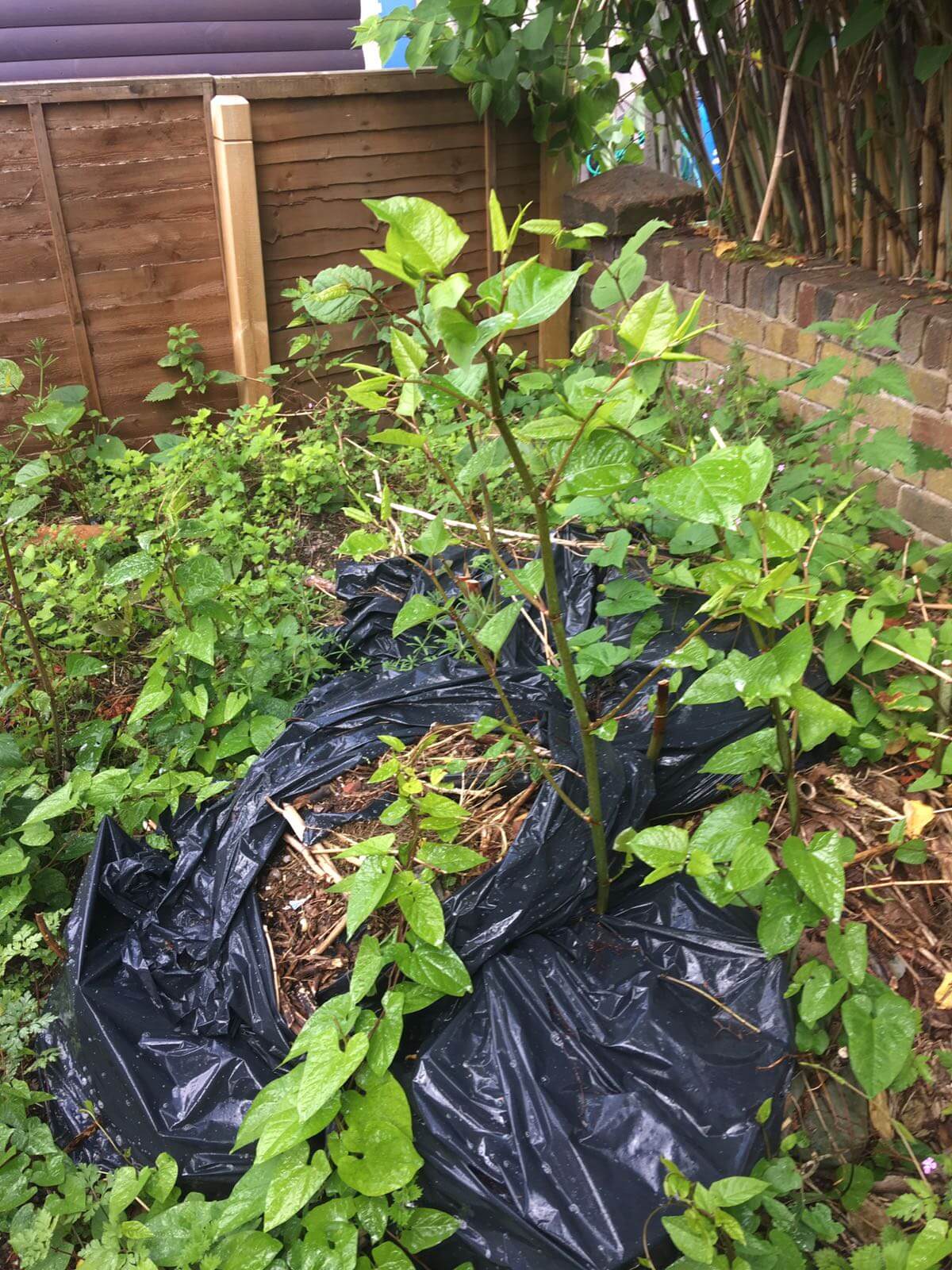 Japanese Knotweed Removal in Brownhills