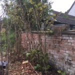 Japanese Knotweed Removal in Brierley Hill