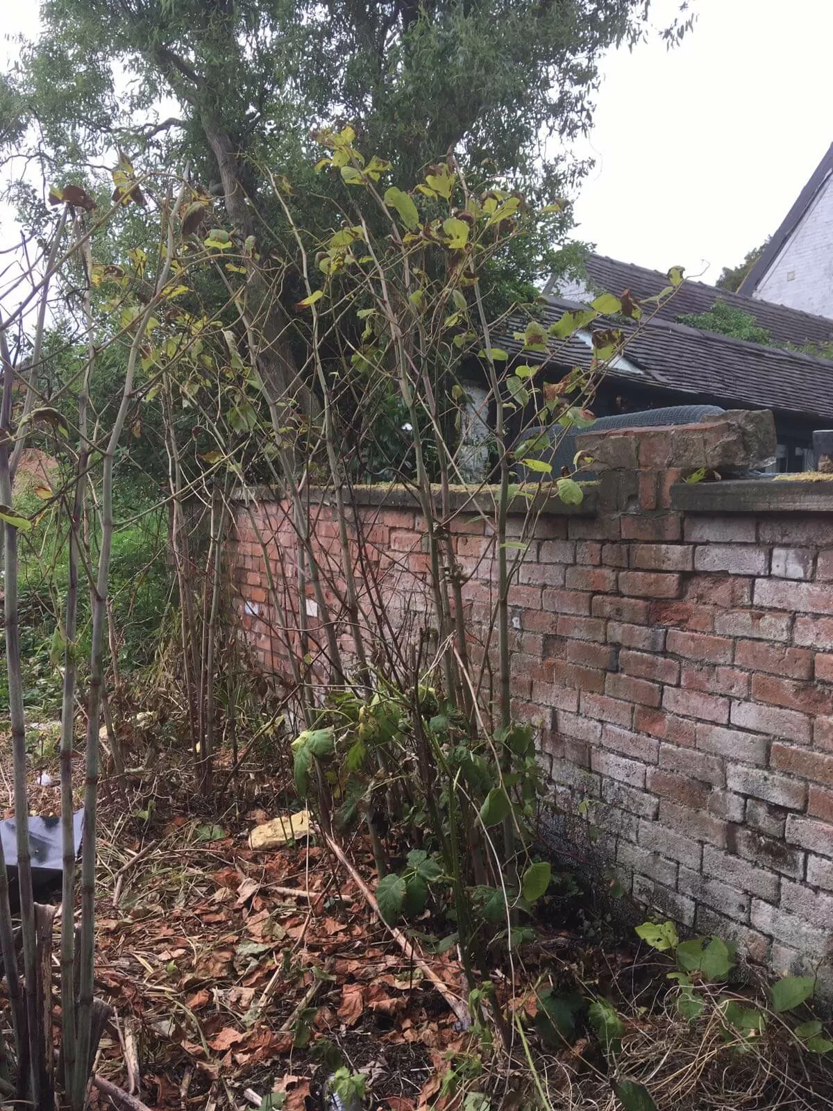 Removal of Japanese Knotweed in Brierley Hill