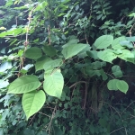 Removal of Japanese Knotweed in St Helens