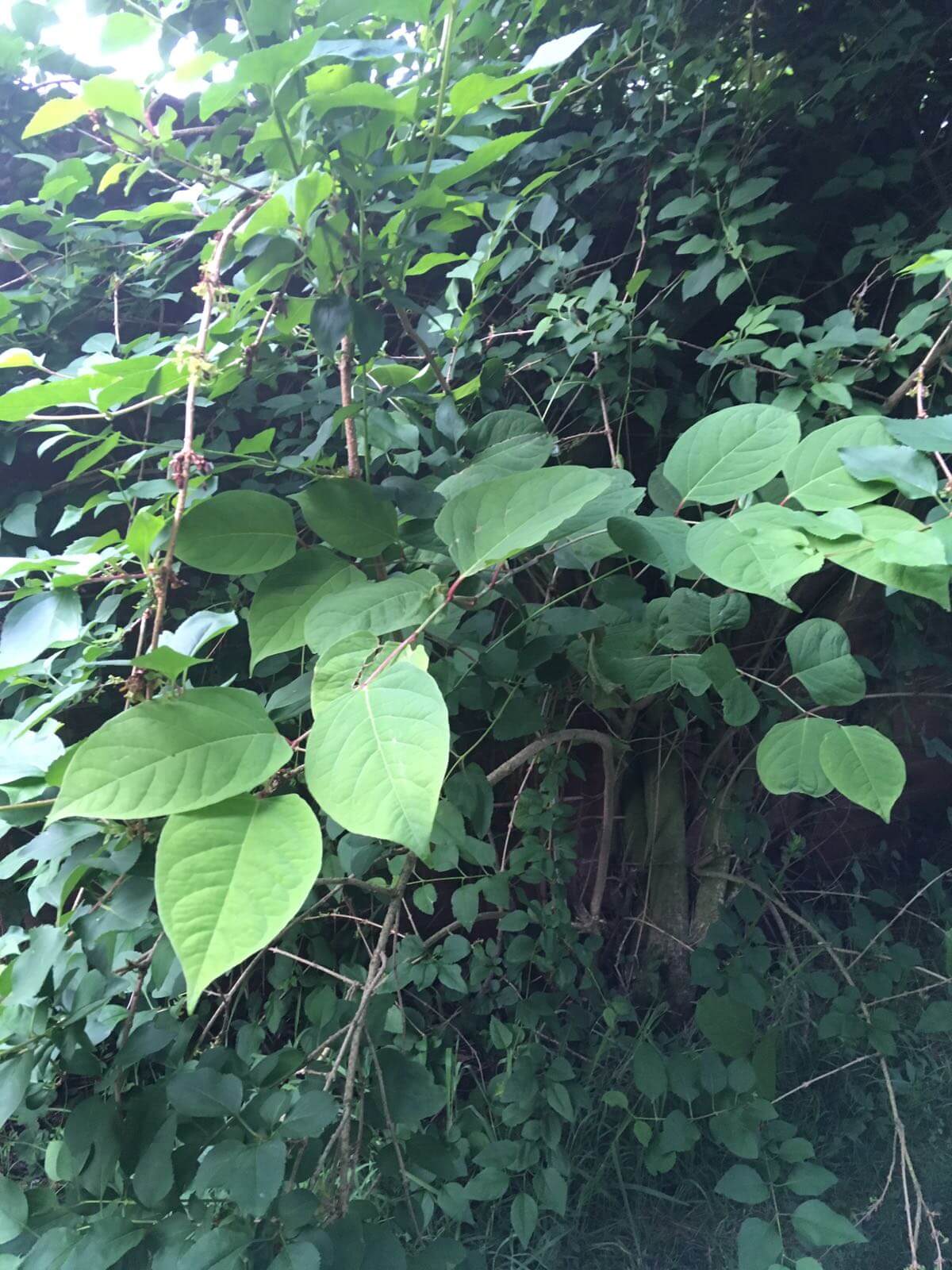 Removal of Japanese Knotweed in St Helens