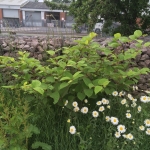 Removal of Japanese Knotweed in Wednesbury