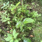 Japanese Knotweed Eradication in Cradley Heath