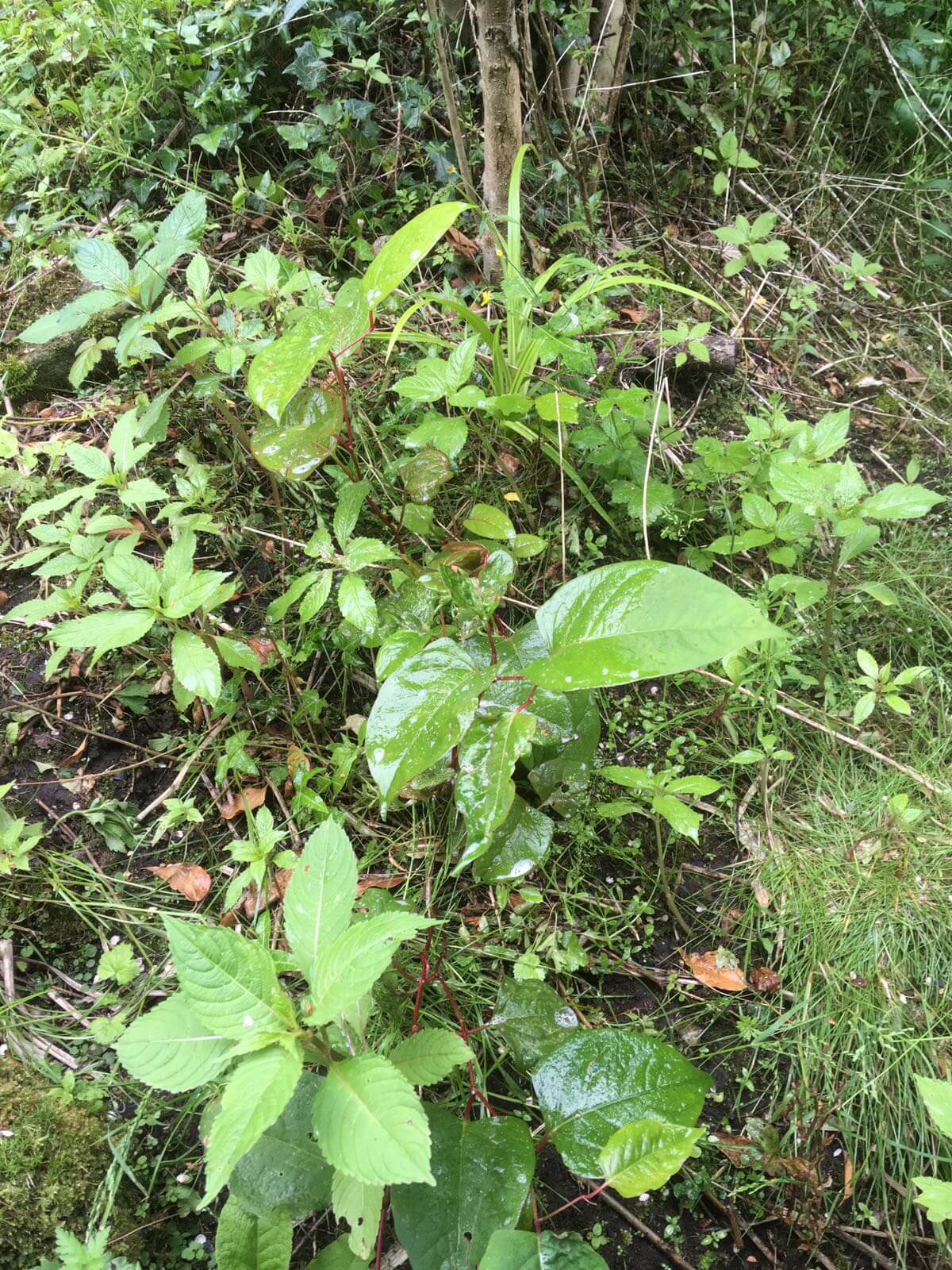 Eradication Of Japanese Knotweed in Cradley Heath