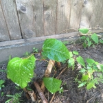 Japanese Knotweed Removal in Bootle