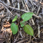 Japanese Knotweed Eradication in Magull