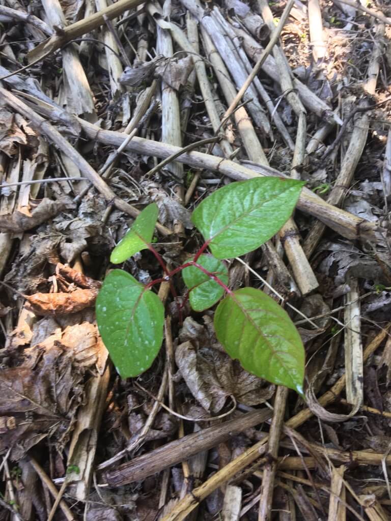 Japanese Knotweed Eradication in Maghull