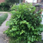 Removal of Japanese Knotweed in Kirby