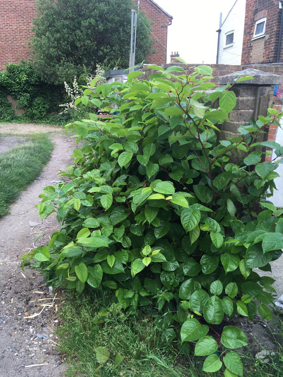 Removal of Japanese Knotweed in Kirkby