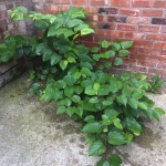 Japanese Knotweed Removal in Earlestown