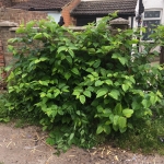 Japanese Knotweed Removal in Formby