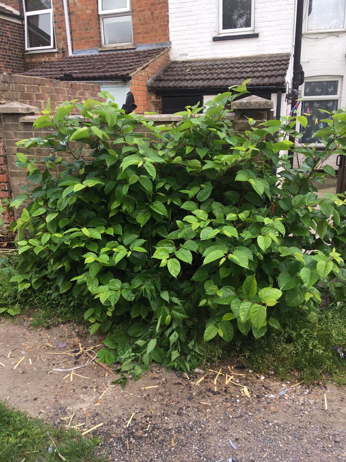 Japanese Knotweed Removal in Formby