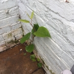 Eradicating Japanese Knotweed in Newton-le-Willows - Japanese Knotweed growing out of the wallEradication of Japanese Knotweed in Prescot - Japanese Knotweed Stands 