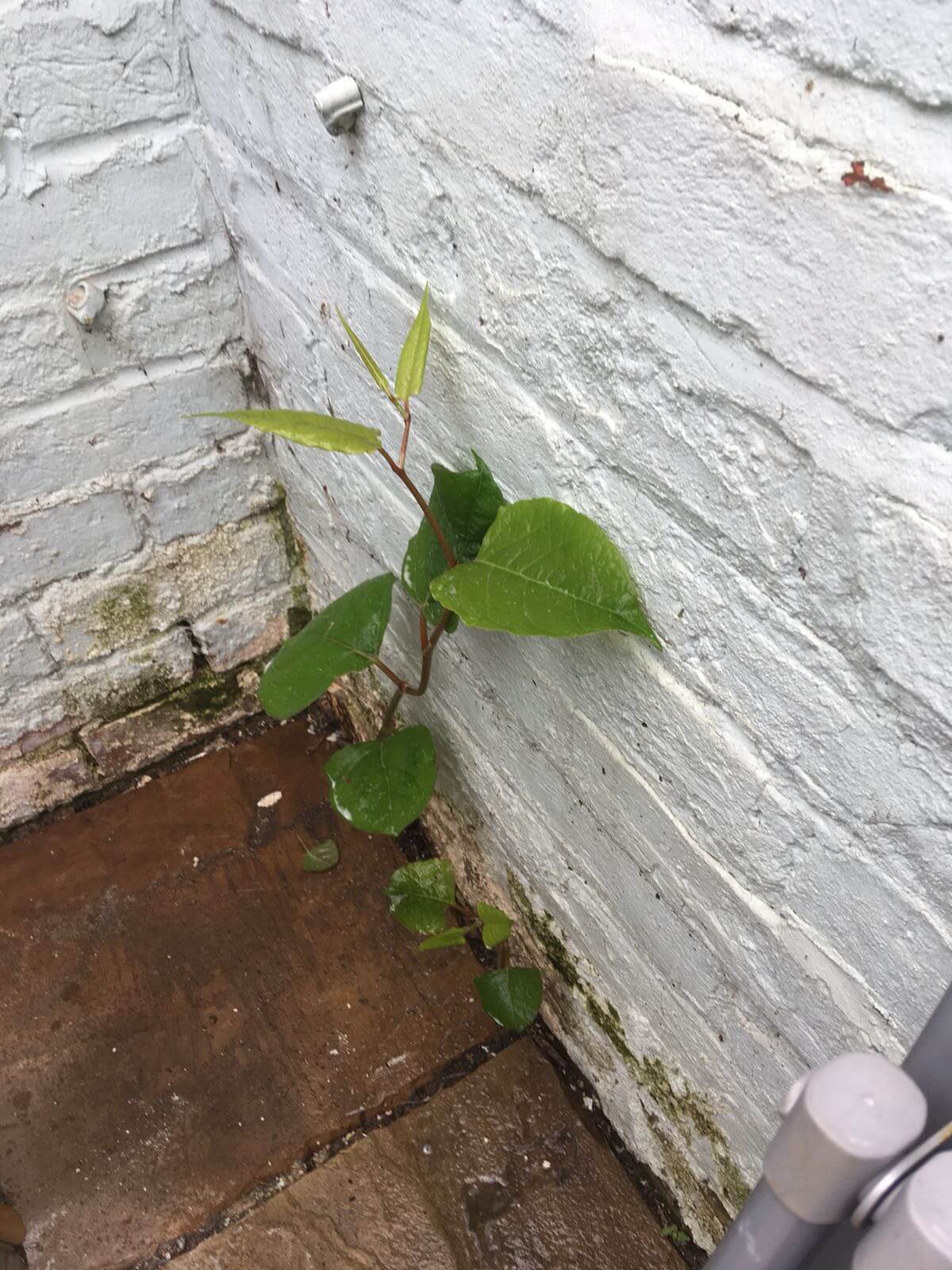 Eradicating Japanese Knotweed in Newton-le-Willows