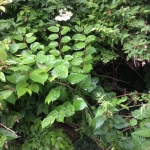 Removal of Japanese Knotweed in Gornal