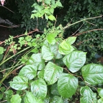 Japanese Knotweed Eradication in Rainford