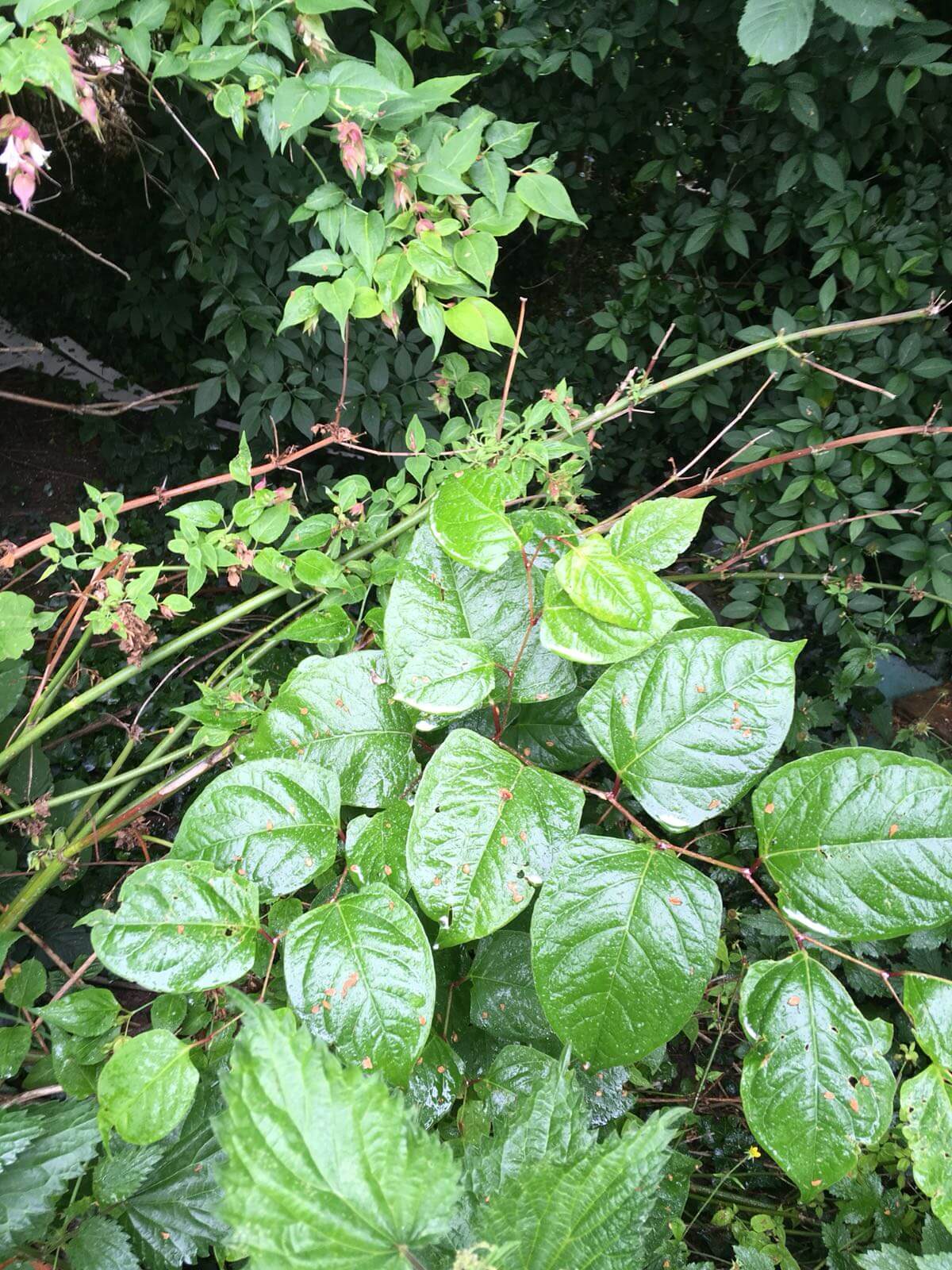 Eradication of Japanese Knotweed in Rainford