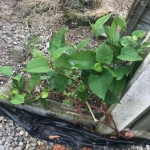 Japanese Knotweed Removal in Dudley