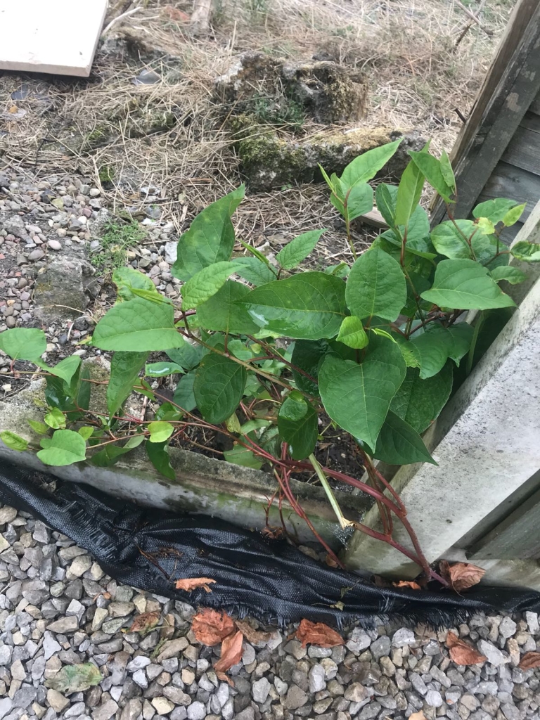 REMOVAL OF JAPANESE KNOTWEED IN DAVENTRY