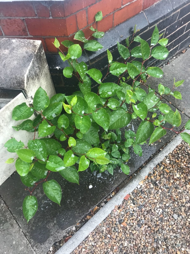 Japanese Knotweed in Wednesfield