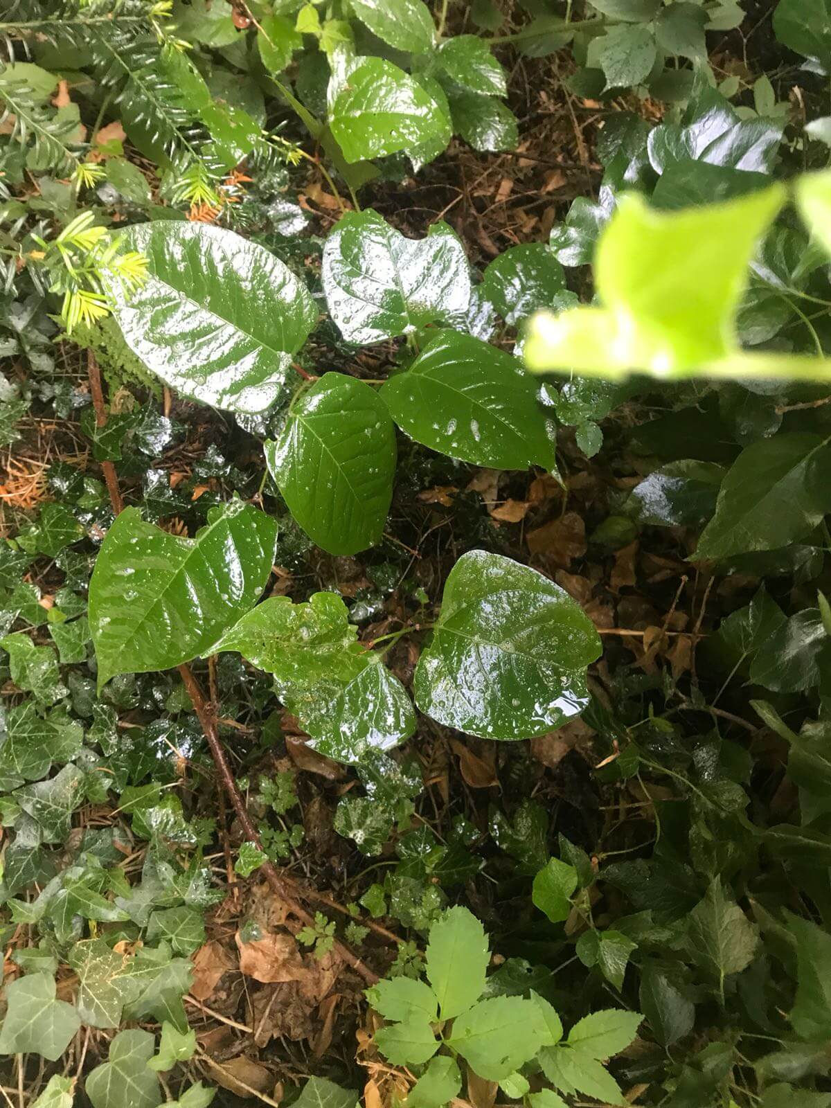 Eradicating Japanese Knotweed in Stourbridge