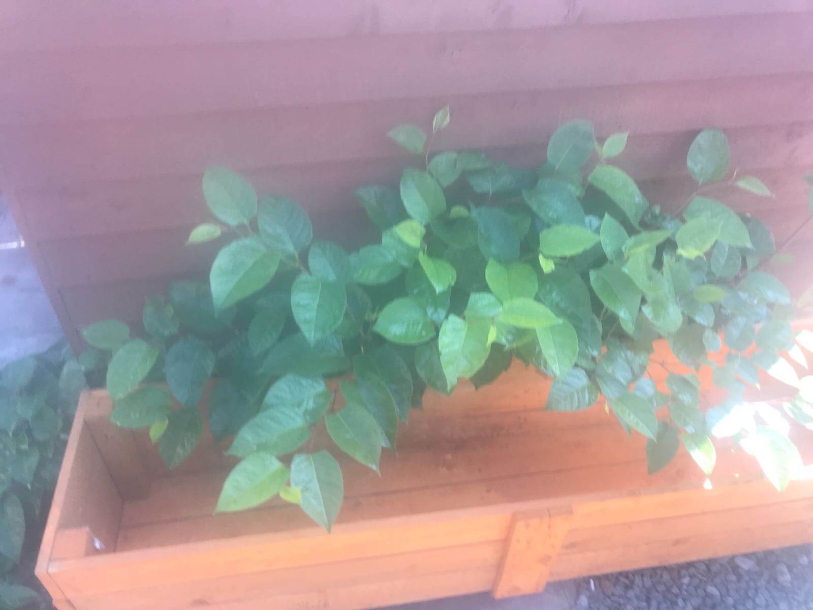 Removal of Japanese Knotweed in Coal Pool