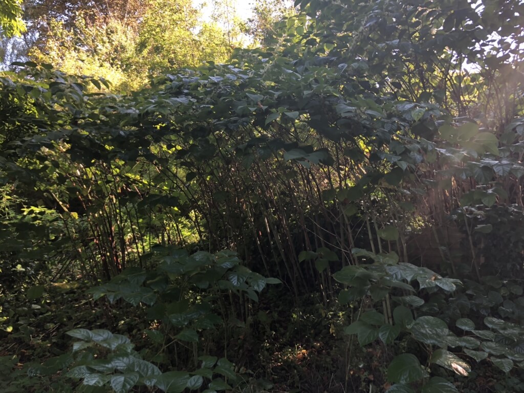 Japanese Knotweed Eradication in Wallasey