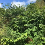 Eradication of Japanese Knotweed in Hoylake